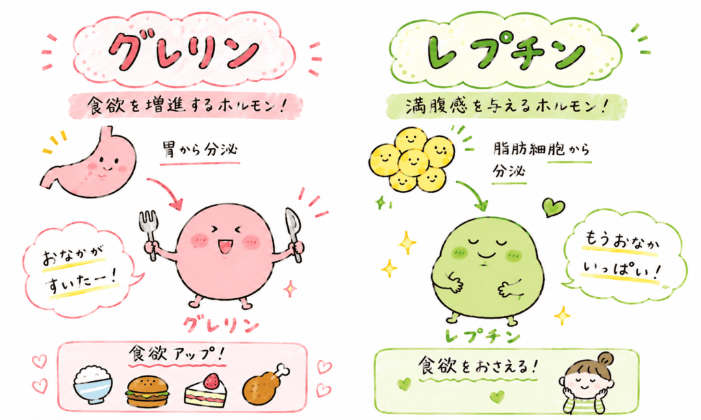 グレリン　レプチン